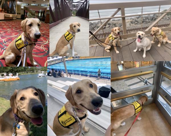 /Images/uploads/International Guiding Eyes Inc/gdapawsitivitycalendar/entries/20805thumb.jpg